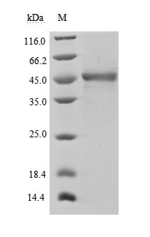 CSB-MP897523HU1