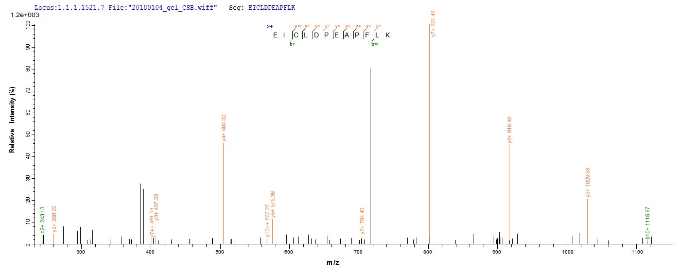 CSB-EP006250HU1