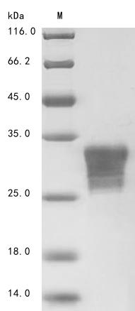 CSB-YP010231HU1