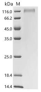 CSB-YP011890HU1