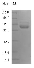 CSB-YP012461HU