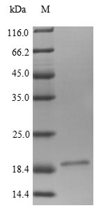 CSB-YP013099HU