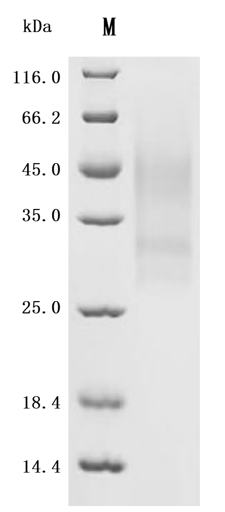 CSB-YP013227HU1