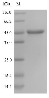 CSB-YP015713HU