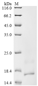 CSB-YP024292HUc7