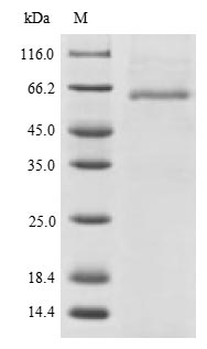 CSB-YP518830HU