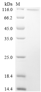 CSB-YP613606HU