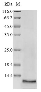 CSB-YP891568HU1