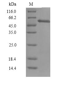 CSB-BP004804HU