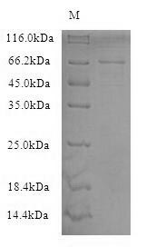 CSB-CF015688HU
