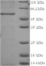 CSB-EP001840HU