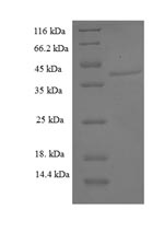 CSB-EP002226HU