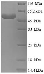 CSB-EP002601HU