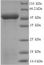 CSB-EP004892HU
