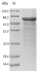 CSB-EP005346HU