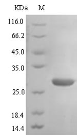 CSB-EP006257HU