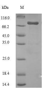 CSB-EP006392HU