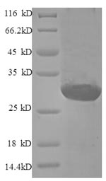 CSB-EP007400HU