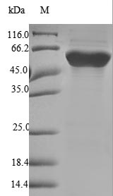 CSB-EP008608HU SDS