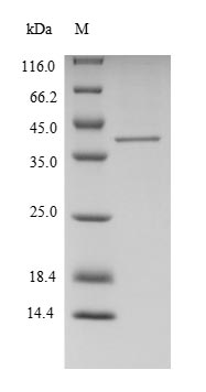 CSB-EP009055HU