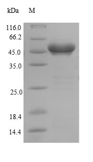 CSB-EP009978HU