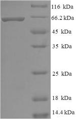 CSB-EP010244HU