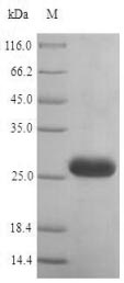 CSB-EP010737HU
