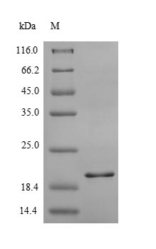 CSB-EP011673HU