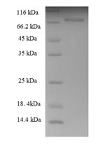 CSB-EP012574HU