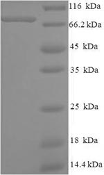 CSB-EP018860HU