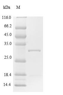 CSB-EP022388HU