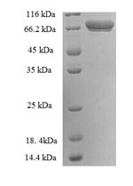 CSB-EP023462HU
