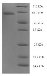 CSB-EP320799CLQ