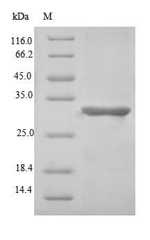 CSB-EP623799HU