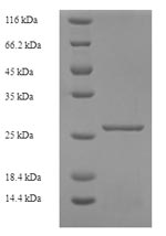 CSB-EP623946HU