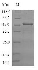 CSB-EP769783HU