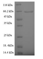 CSB-EP839298HU