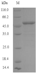 CSB-EP880143HU