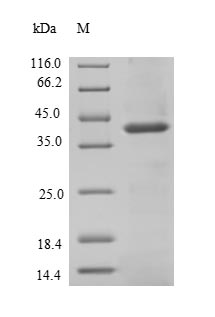CSB-MP021335HU