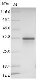 CSB-MP761623HU