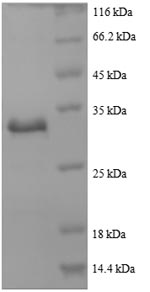 CSB-EP001207HU1