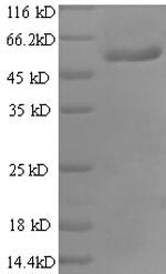 CSB-RP034654h