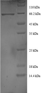CSB-RP039344h