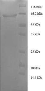 CSB-RP042754h