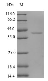 CSB-RP051144h