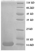 CSB-EP004788HU