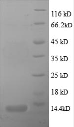 CSB-EP006250HU1