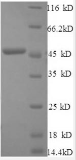 CSB-EP011048HU