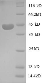 CSB-RP083844h