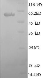 CSB-RP094444h